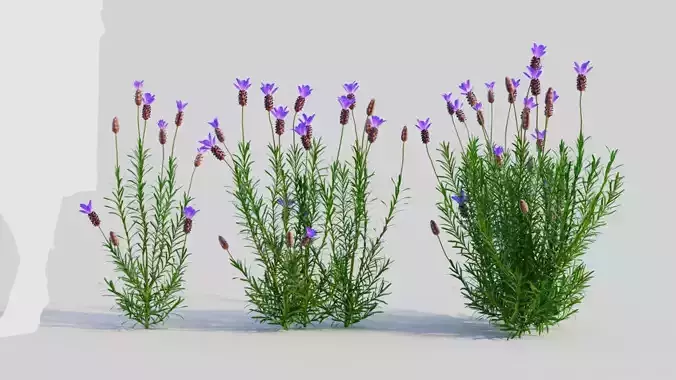 Lavandula stoechas b 3D model