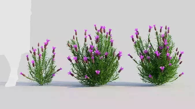 Lavandula stoechas c 3D model