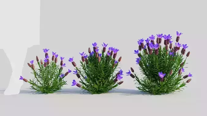 Lavandula stoechas d 3D model