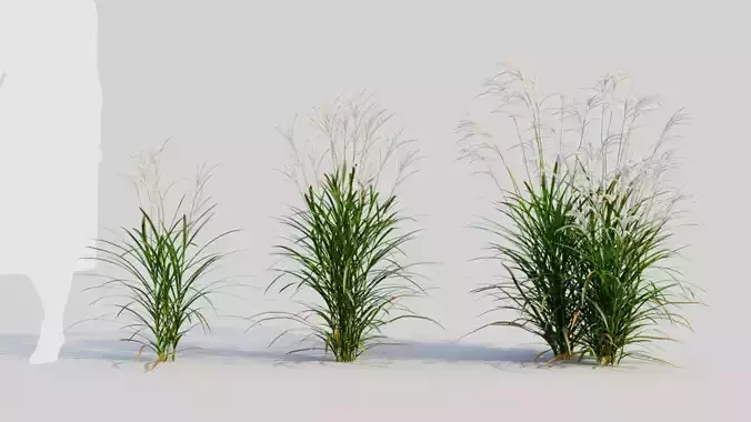 Miscanthus sinensis a 3D model