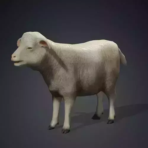 Low poly Sheep