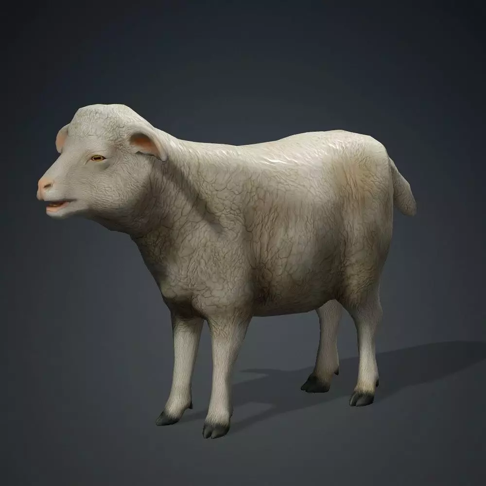 Low poly Sheep Low-poly 3D model_0