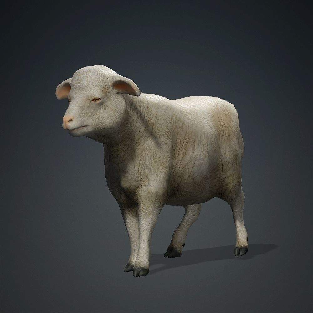 Low poly Sheep Low-poly 3D model_5