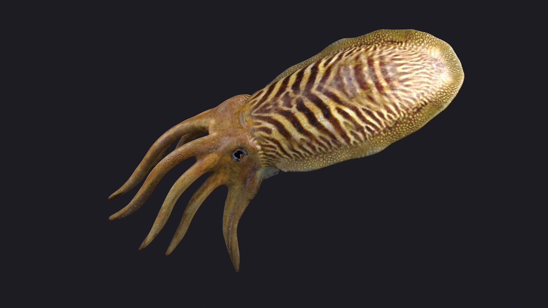ocean the king squid  the giant squid the VR animal 3D model_1