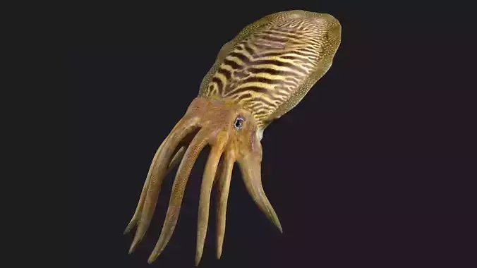 ocean the king squid  the giant squid the VR animal