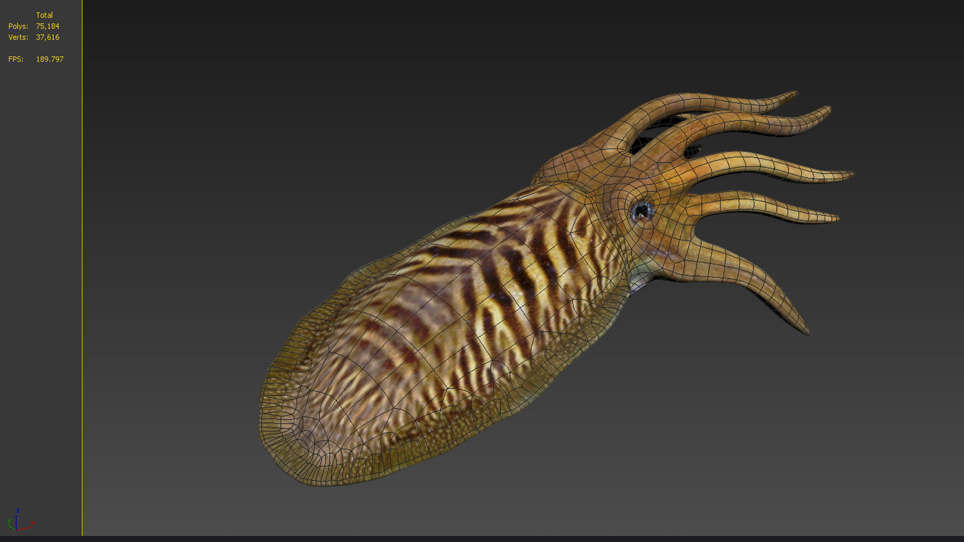 ocean the king squid  the giant squid the VR animal 3D model_5