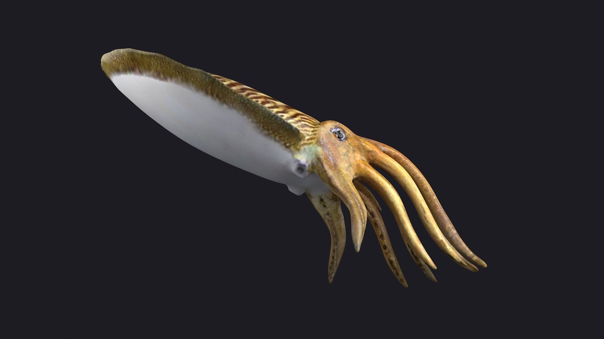 ocean the king squid  the giant squid the VR animal 3D model_2