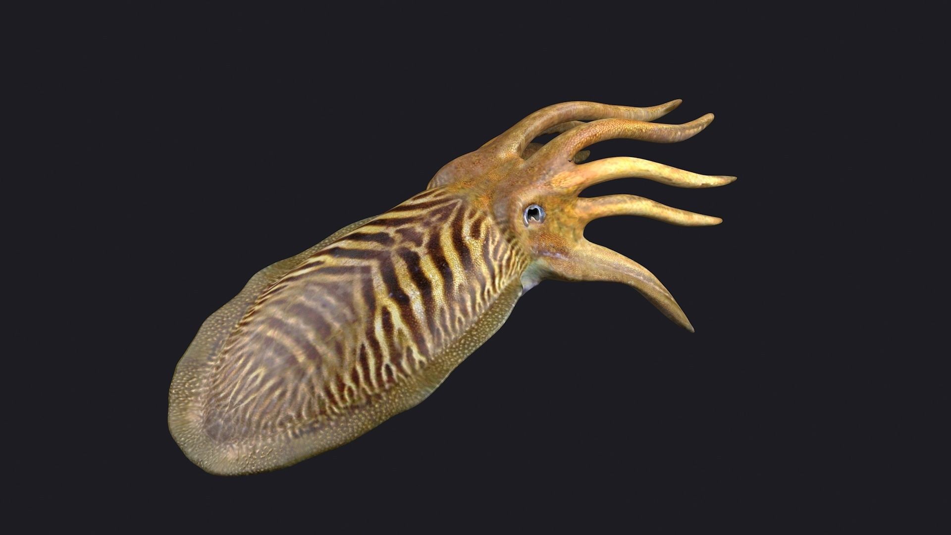 ocean the king squid  the giant squid the VR animal 3D model_4