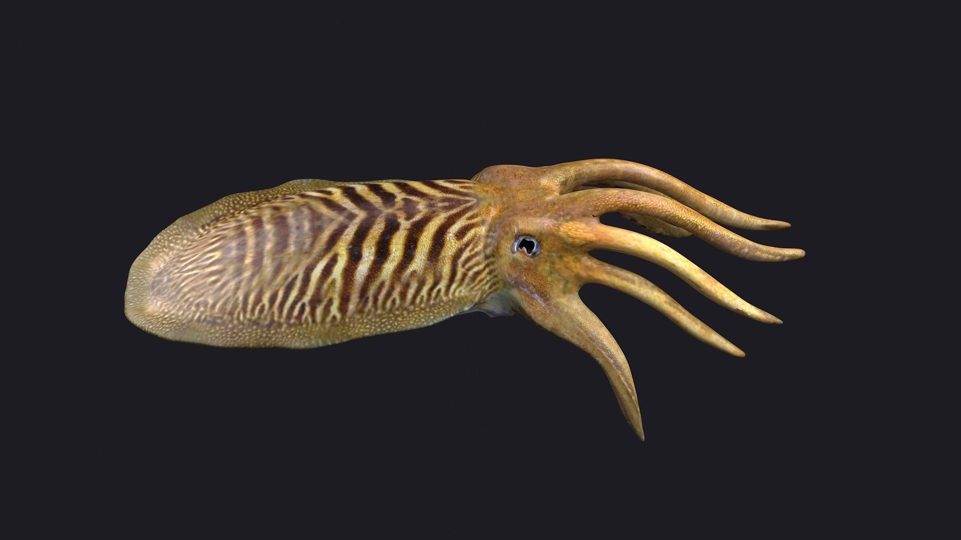 ocean the king squid  the giant squid the VR animal 3D model_3