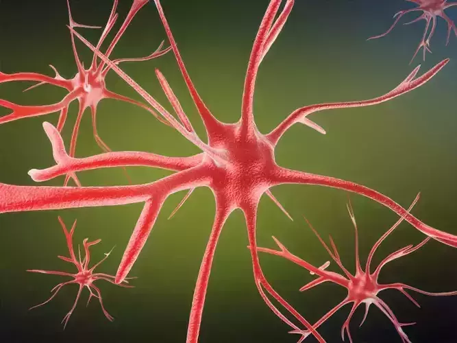 Neurons cells medical animation video models