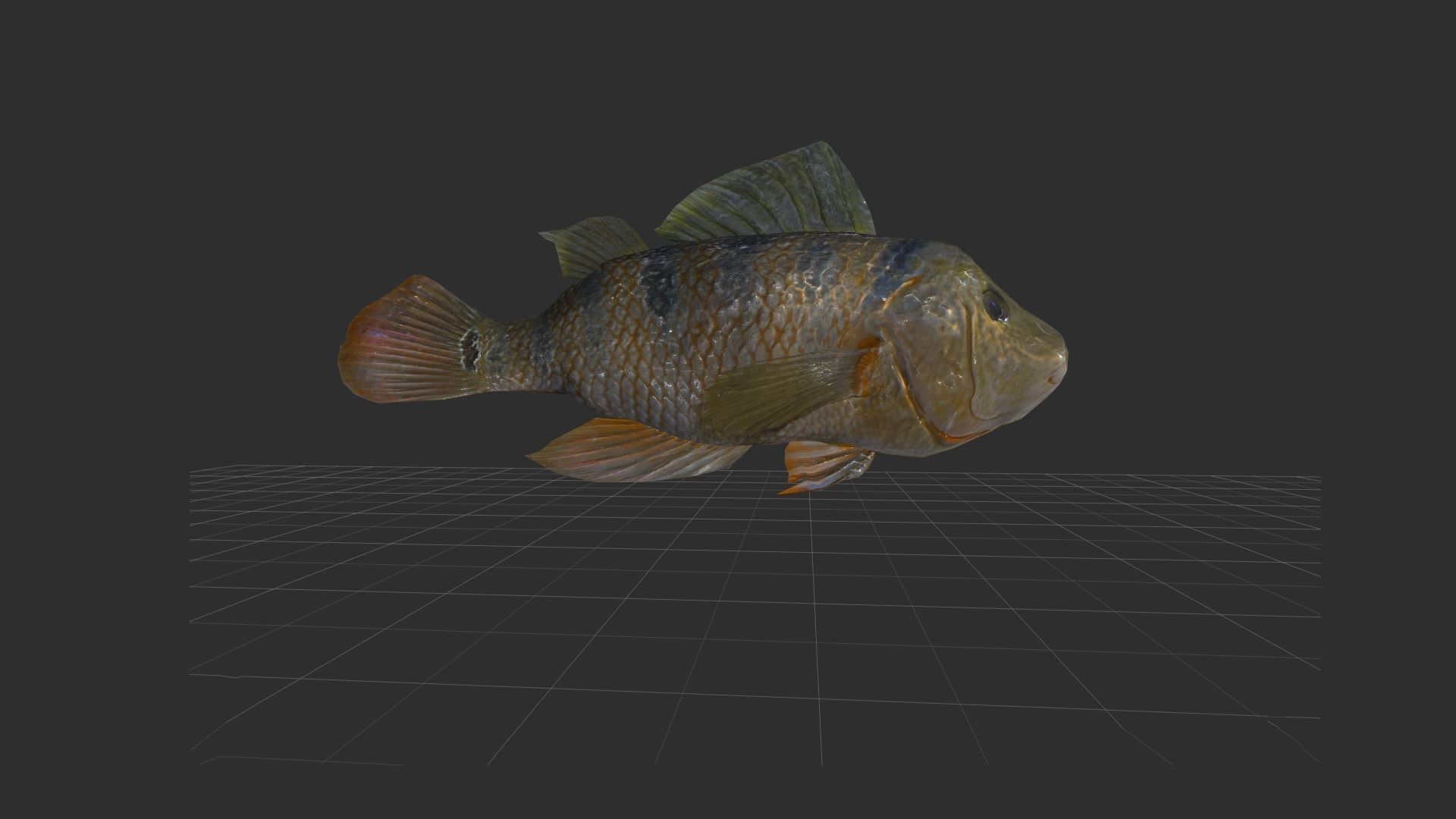 fish 4k Low-poly 3D model_1
