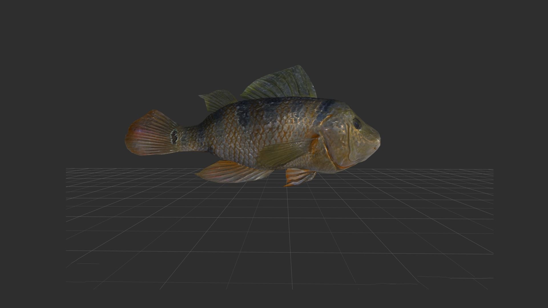 fish 4k Low-poly 3D model_12