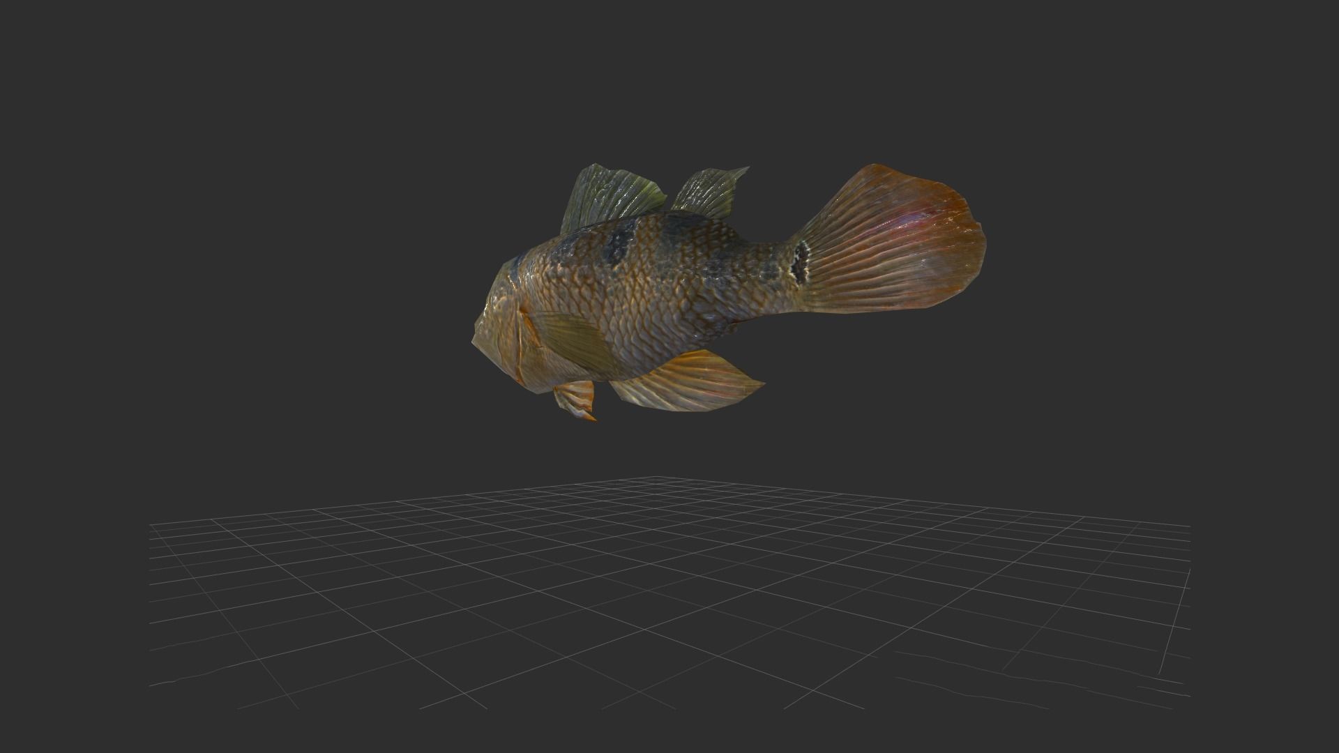 fish 4k Low-poly 3D model_11