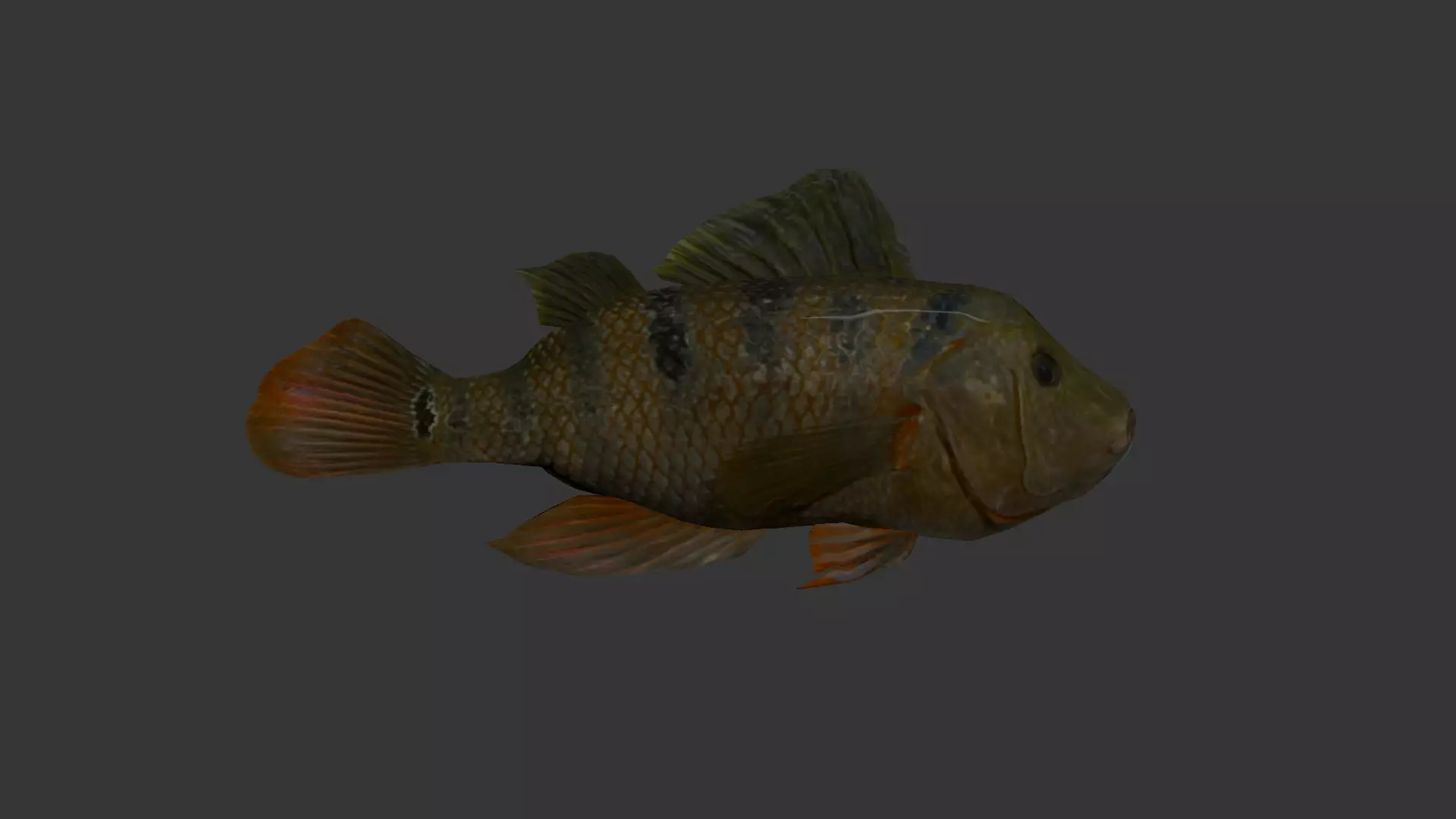 fish 4k Low-poly 3D model_0