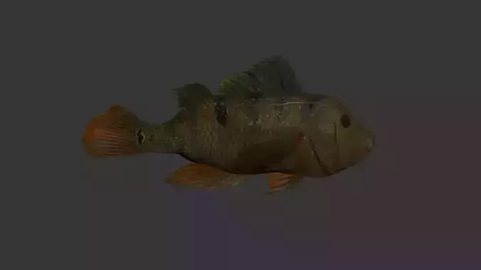 fish 4k