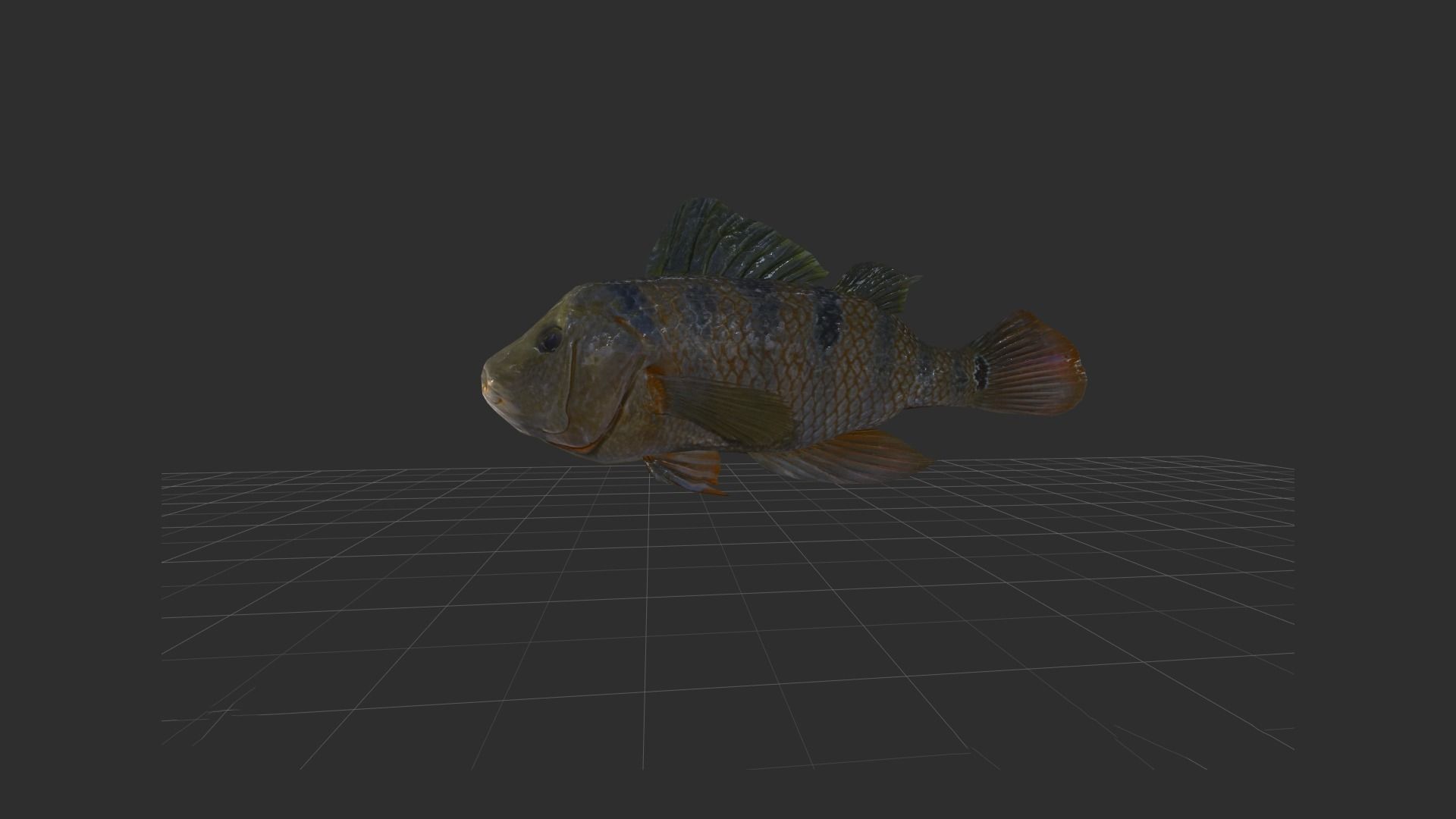 fish 4k Low-poly 3D model_13