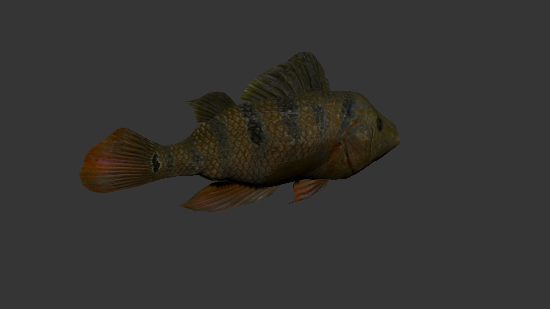 fish 4k Low-poly 3D model_4
