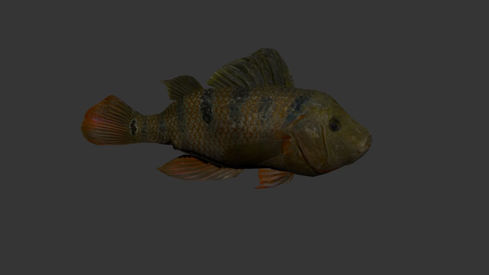 fish 4k Low-poly 3D model_5