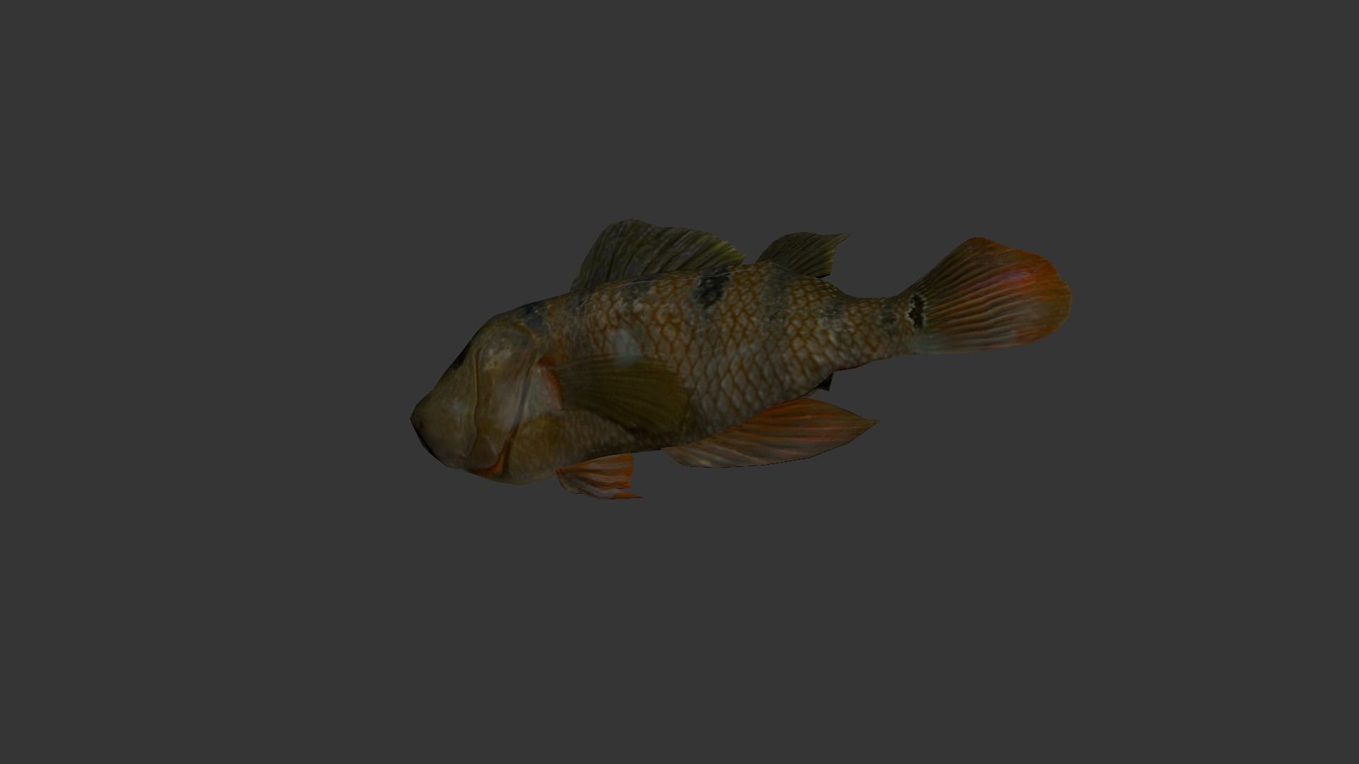 fish 4k Low-poly 3D model_2
