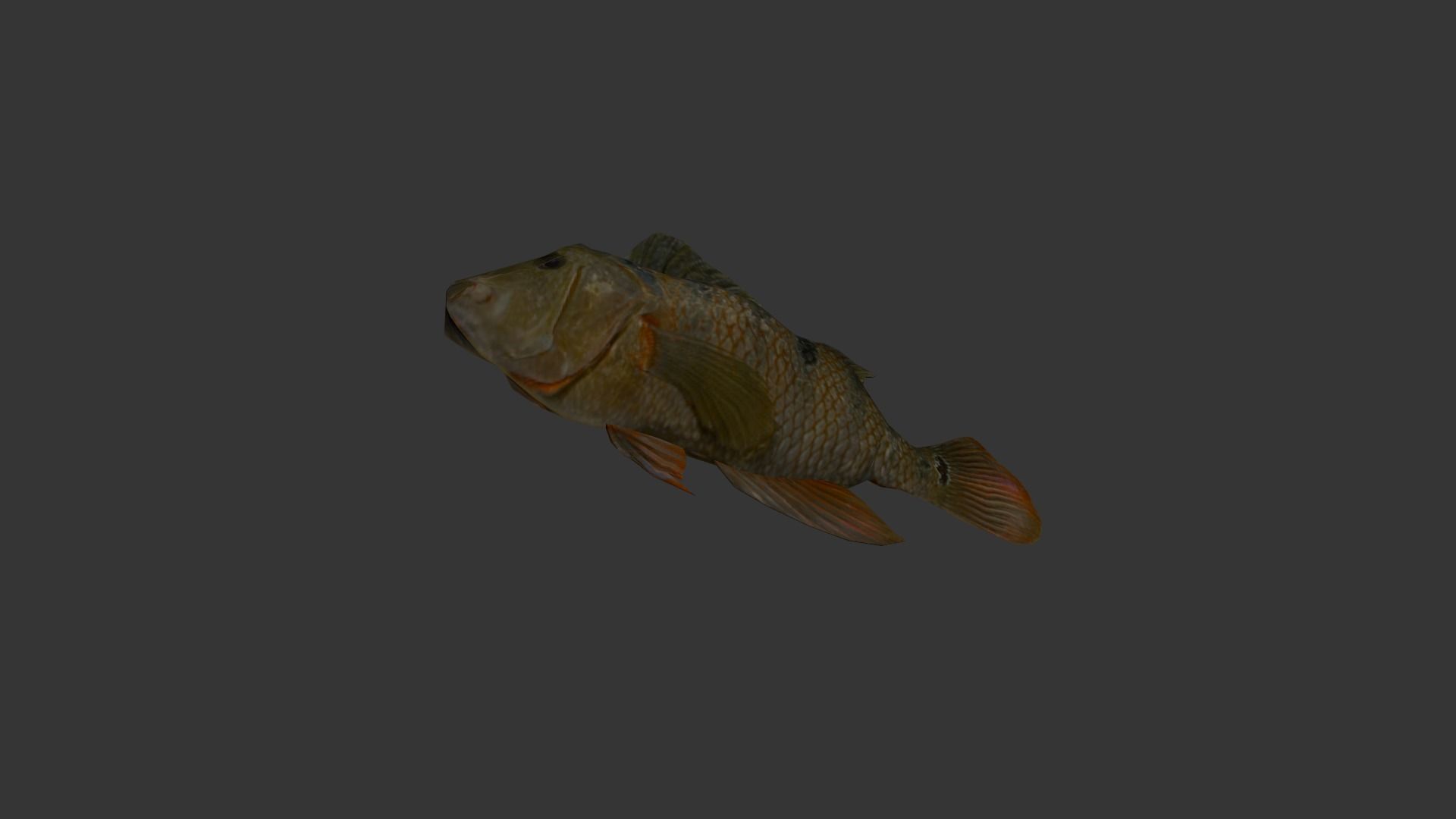fish 4k Low-poly 3D model_6