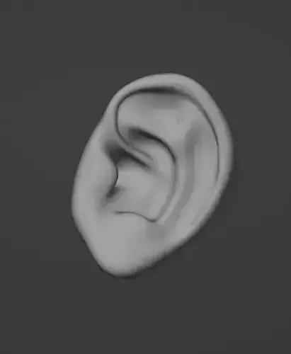  Human ear 