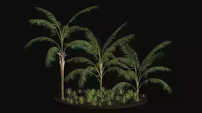 Three Palm tree areca wild tropical jungle 3D model