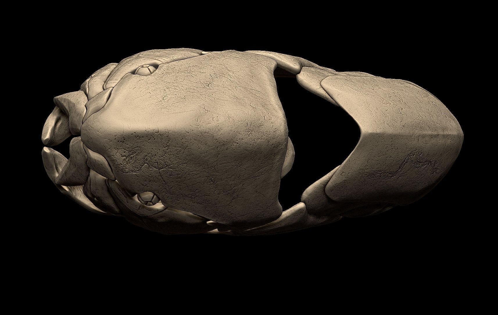 Dunkleosteus Skull 3D print model_4