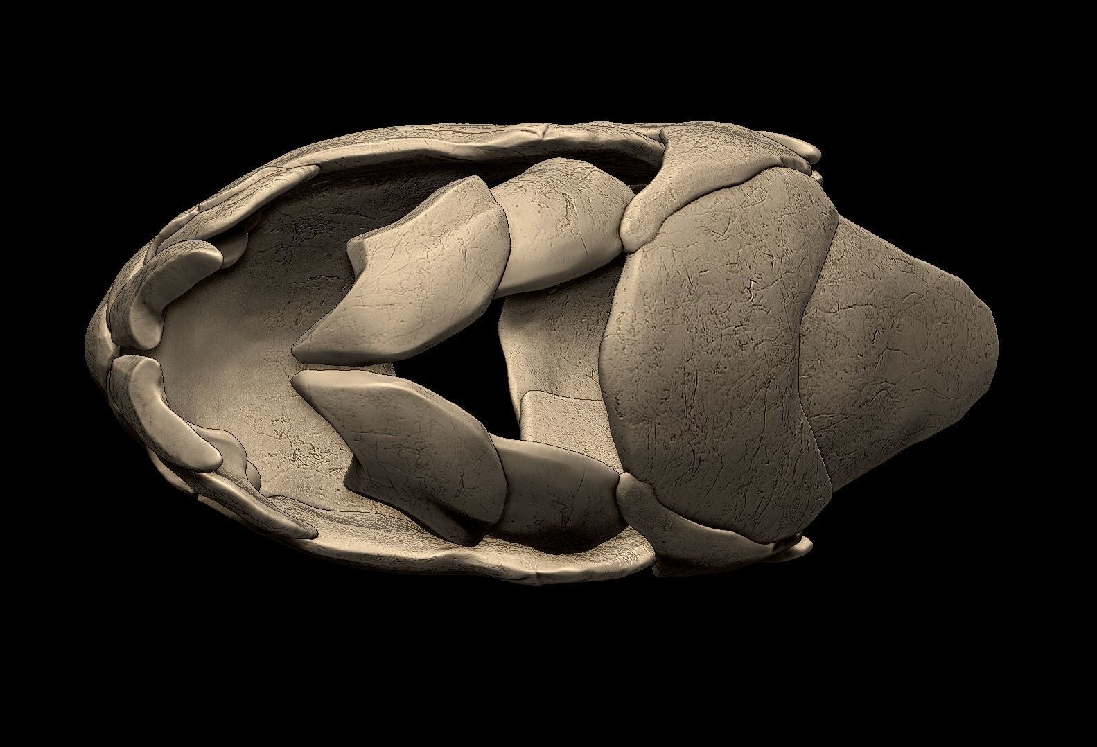 Dunkleosteus Skull 3D print model_5
