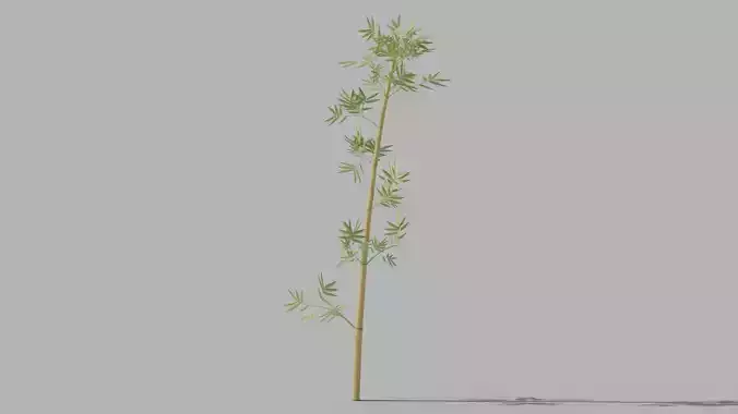 Bamboo Low-poly 3D model