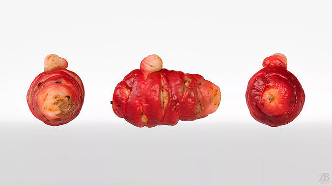 Oca Root 3D model 5