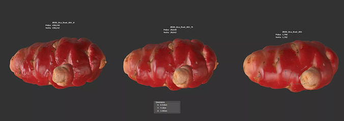Oca Root 3D model 6