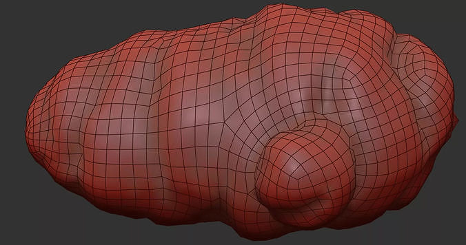 Oca Root 3D model 7