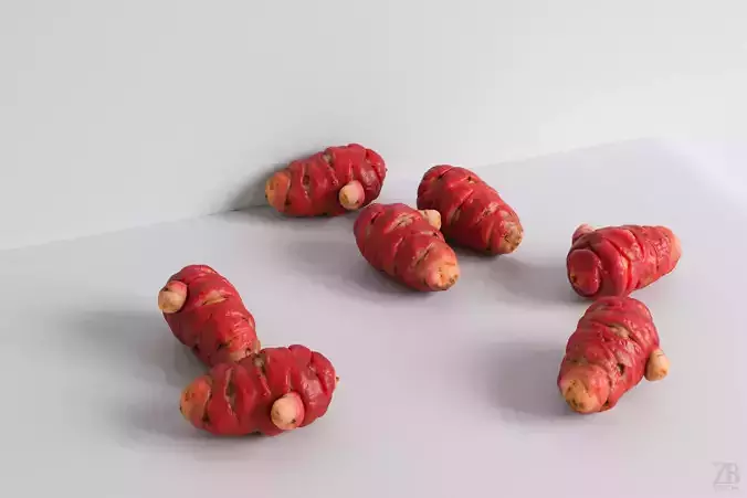 Oca Root 3D model