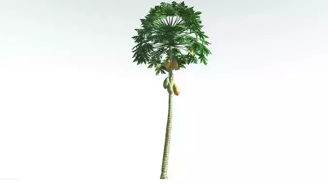 EVERYPlant Papaya LowPoly 4 --14 Models-- Low-poly 3D model