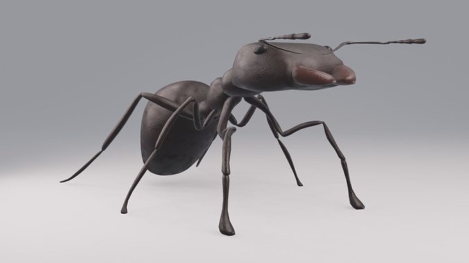 Ant Rigged Free low-poly 3D model