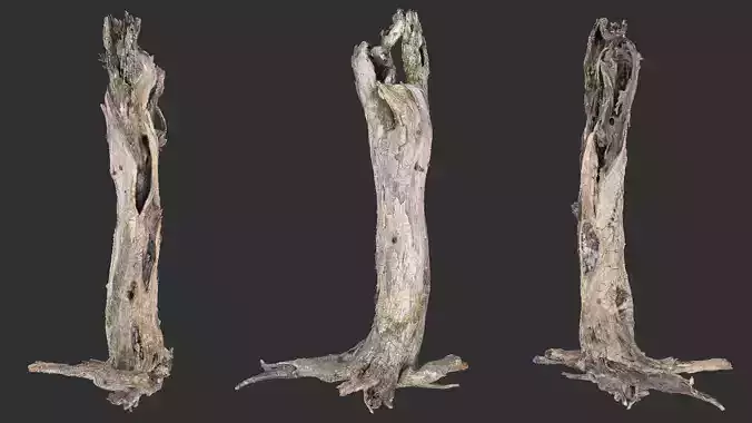 Dead old tree of the real world 3d scan in highpoly