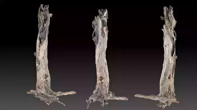 Dead old tree of the real world 3d scan 3D model