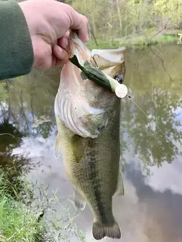 Peckerhead Perch - A Jerkbait 3D print model