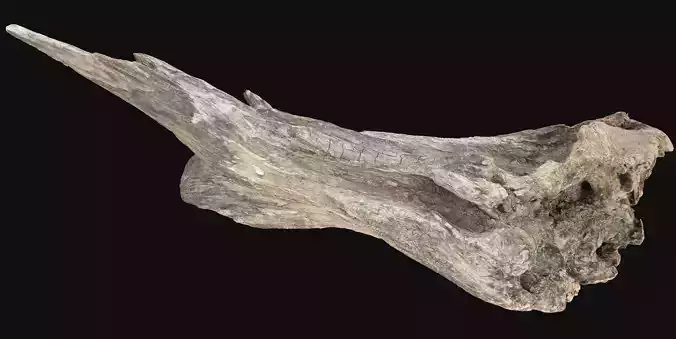 Dead Tree Root 3D Scan in highpoly