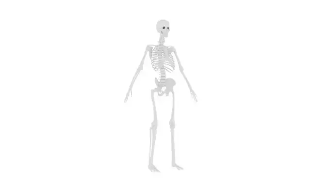 Human Skeleton 3D Model - Realistic Human Skeleton Anatomy Low-poly 3D model