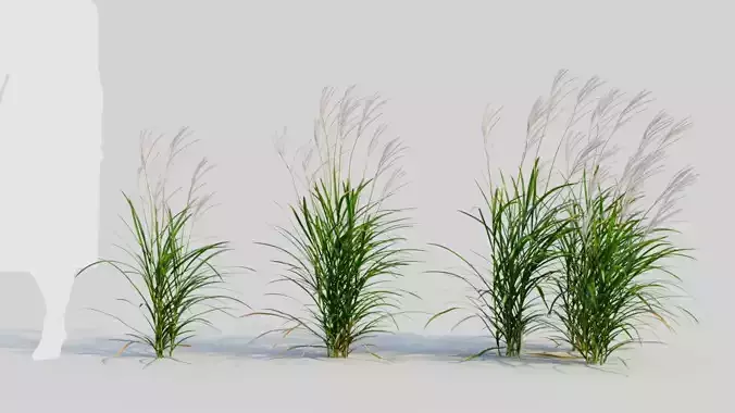 Miscanthus sinensis b