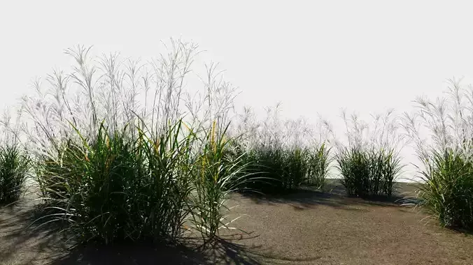 Miscanthus sinensis c