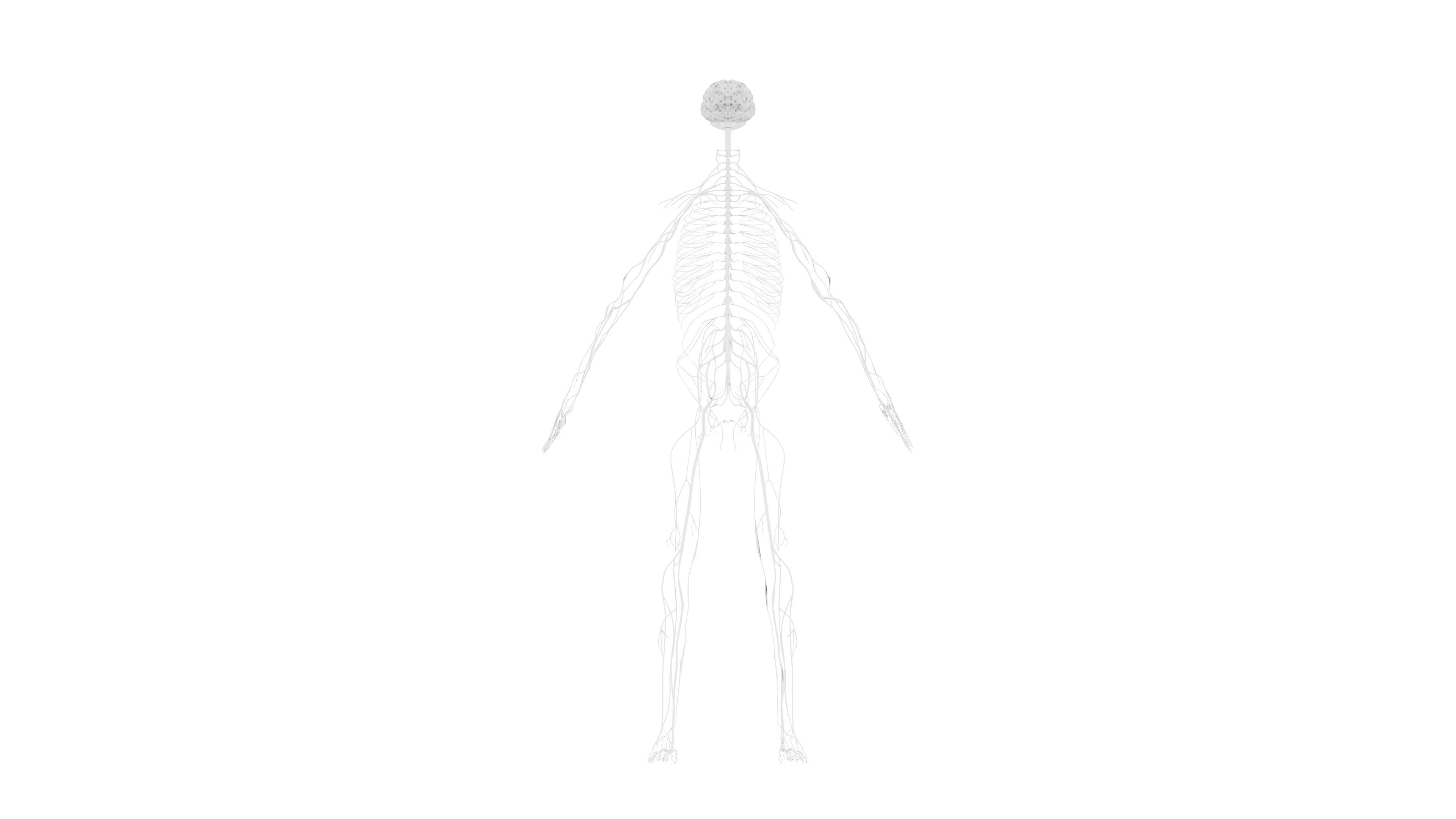 Nervous system 3D Model - Realistic Human Nervous system Anatomy Low-poly 3D model_6
