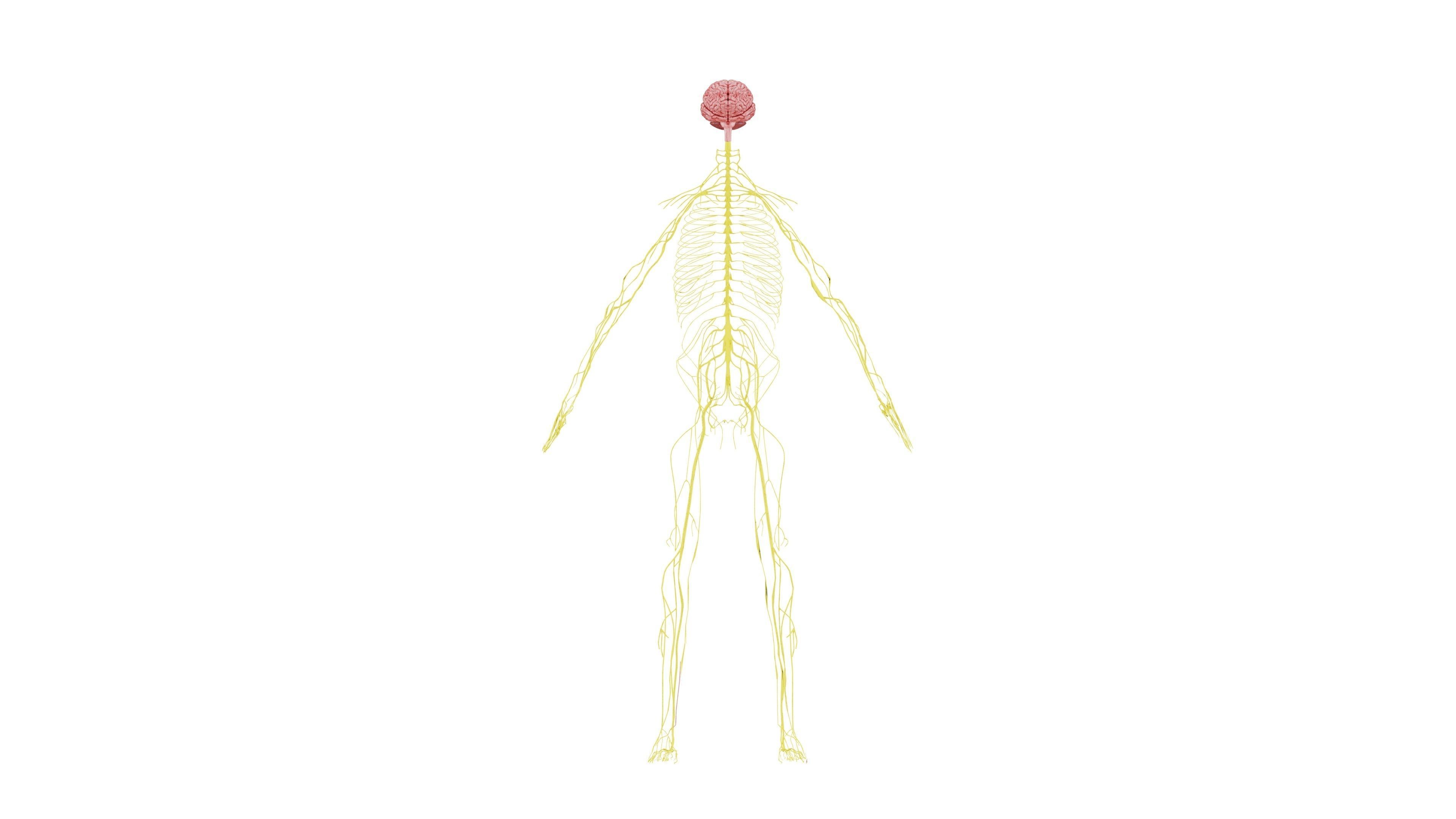 Nervous system 3D Model - Realistic Human Nervous system Anatomy Low-poly 3D model_2