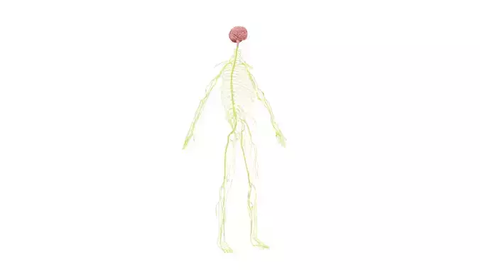 Nervous system 3D Model - Realistic Human Nervous system Anatomy Low-poly 3D model