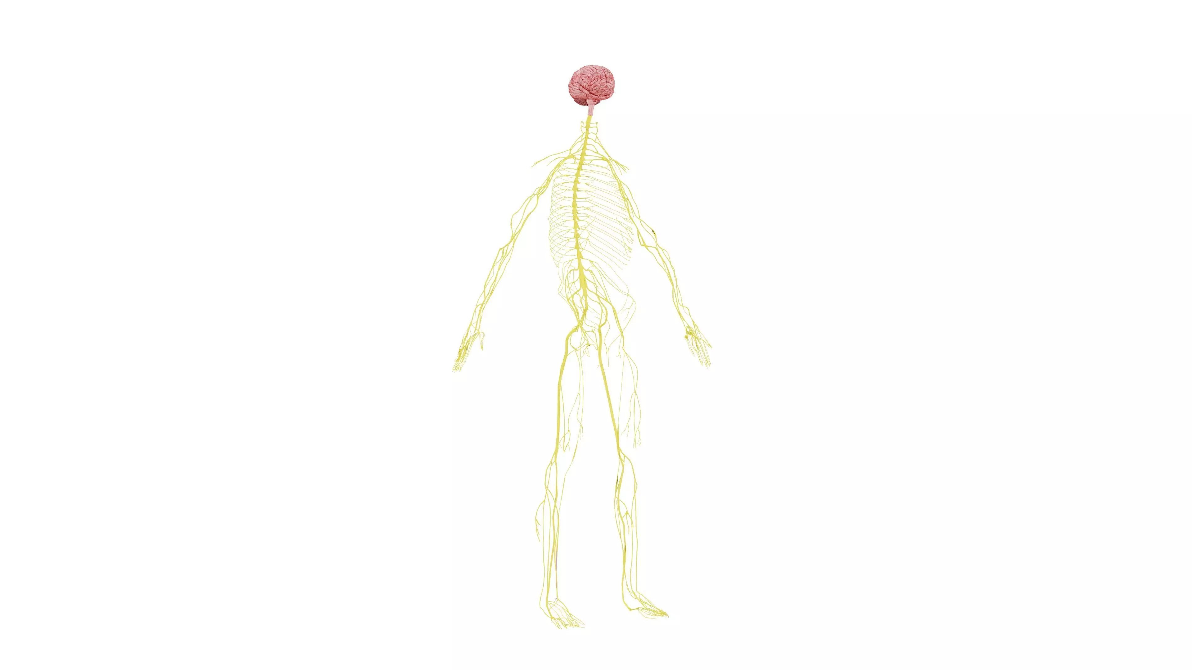 Nervous system 3D Model - Realistic Human Nervous system Anatomy Low-poly 3D model_0