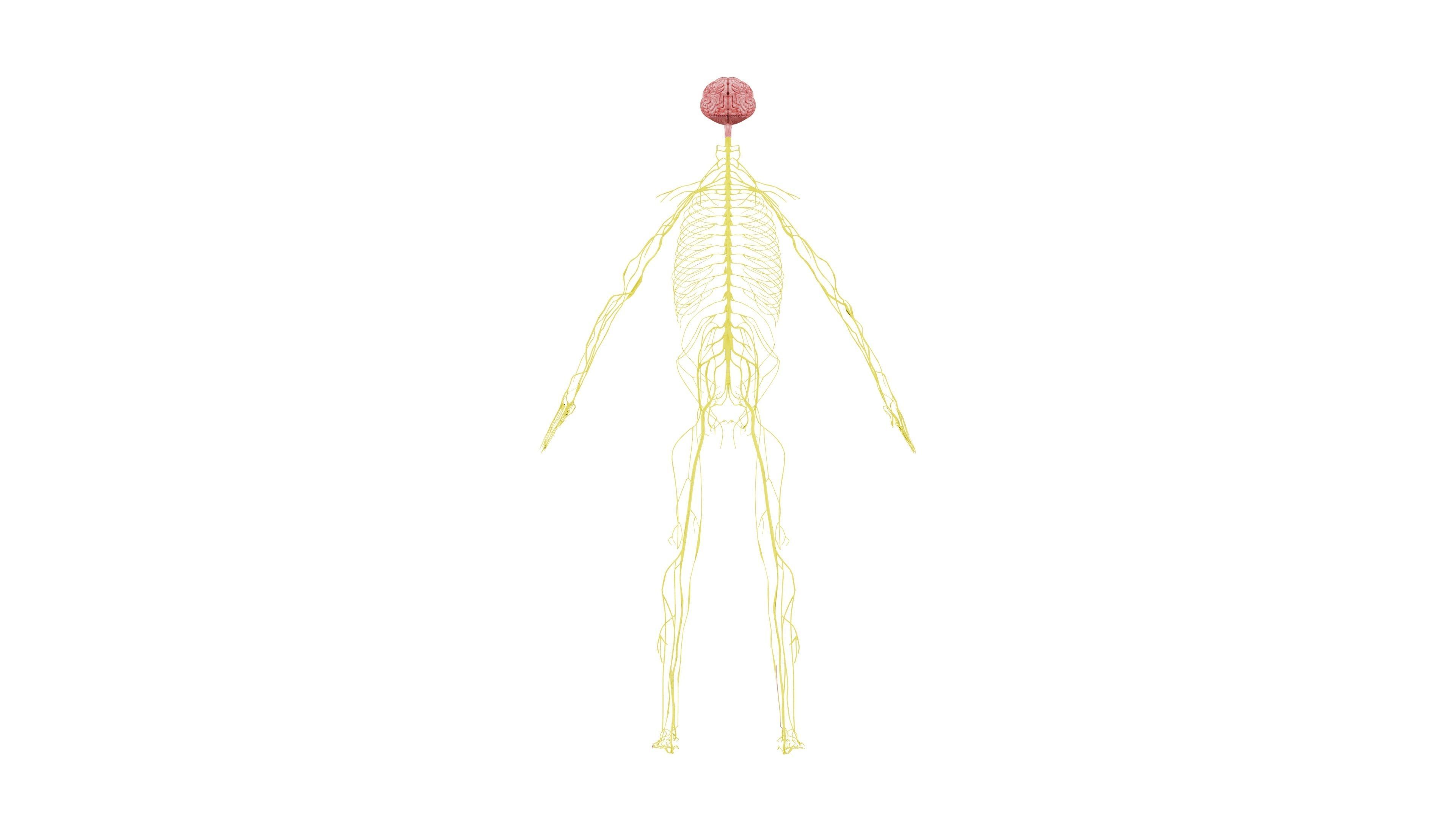 Nervous system 3D Model - Realistic Human Nervous system Anatomy Low-poly 3D model_3