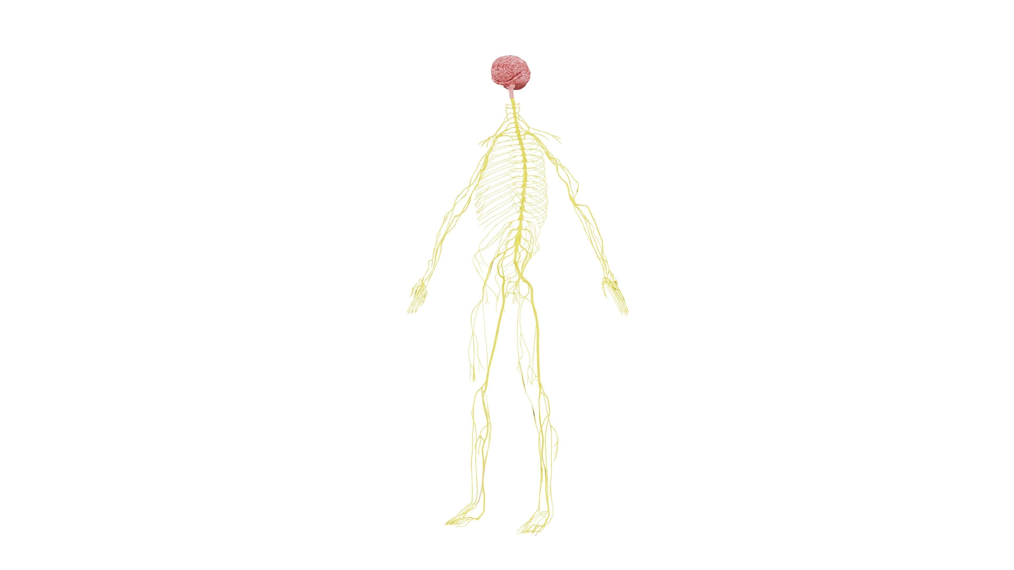 Nervous system 3D Model - Realistic Human Nervous system Anatomy Low-poly 3D model_1