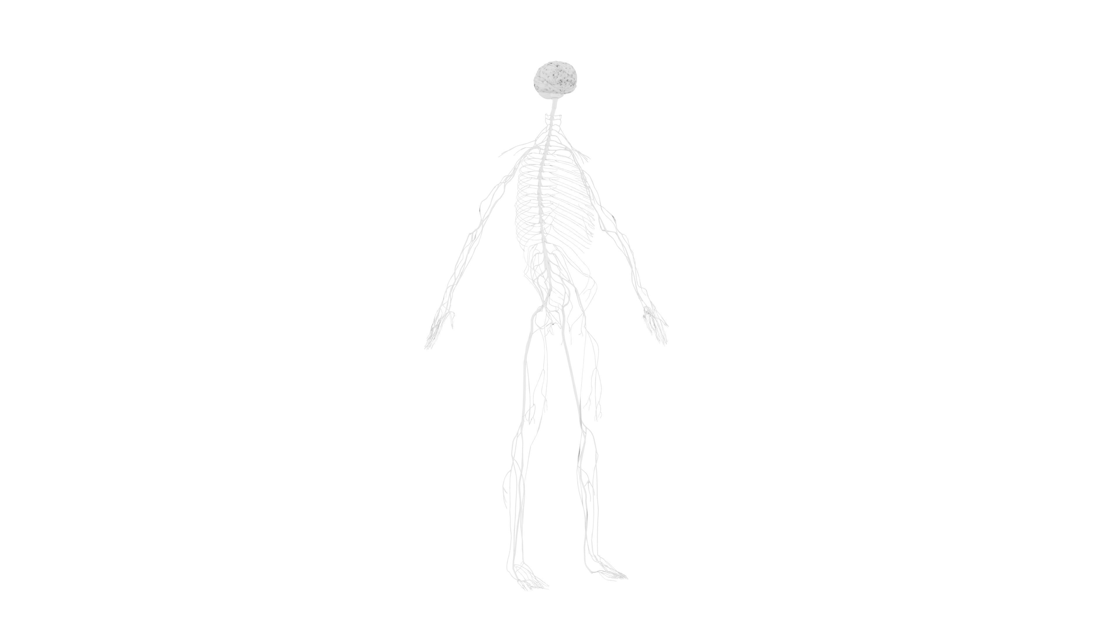 Nervous system 3D Model - Realistic Human Nervous system Anatomy Low-poly 3D model_10