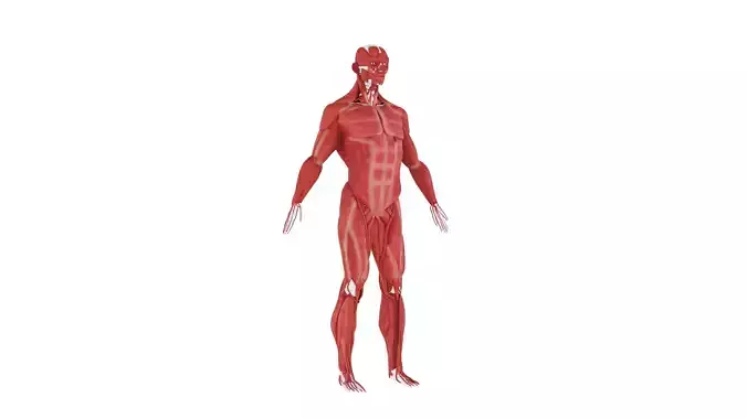 Human Muscle 3D Model- Realistic Human Muscle Anatomy Low-poly 3D model